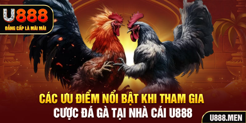 Đá Gà U888 Livestream 24/7 Cùng Nhiều Kèo ODDS Mỗi Ngày Các ưu điểm nổi bật khi tham gia cược đá gà tại nhà cái U888